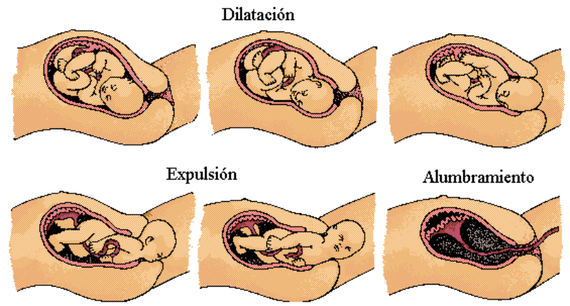 proceso en el parto