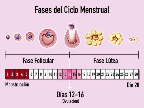 fases de la menstruación