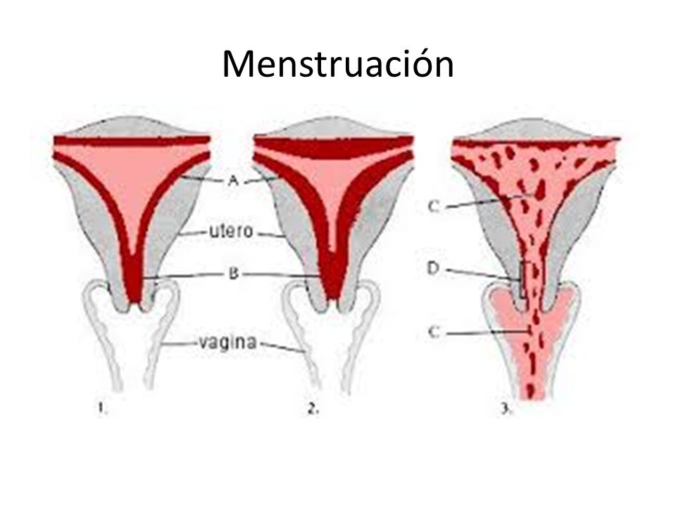 la menstruación