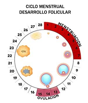 ciclo menstrual 