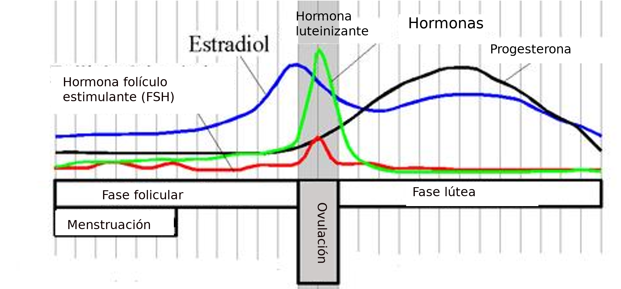 estradiol