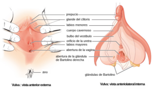 salud genital en Granada femenina