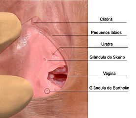 partes de bartoleáis